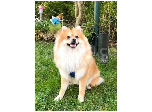 1 Yaşında Eğitimli Erkek Pomeranian görsel