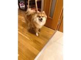 1 Yaşında Eğitimli Erkek Pomeranian
