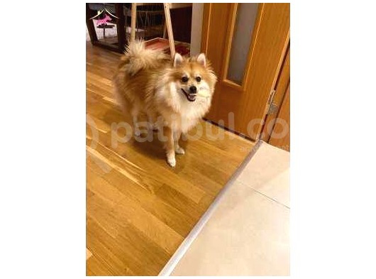 1 Yaşında Eğitimli Erkek Pomeranian görsel