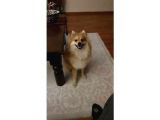 1 Yaşında Eğitimli Erkek Pomeranian