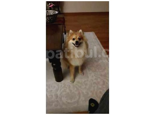 1 Yaşında Eğitimli Erkek Pomeranian