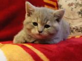 2.5 Aylık Scottish Fold Ve Straight Dişi Erkek Yavru Kediler Anneden Ayrılmaya Hazır