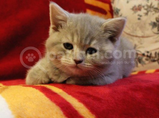 2.5 Aylık Scottish Fold Ve Straight Dişi Erkek Yavru Kediler Anneden Ayrılmaya Hazır görsel