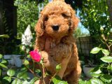 Anne Altından Red Toy Poodle