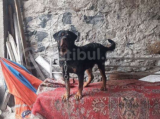 25 Günlük Rot. Yavruları görsel