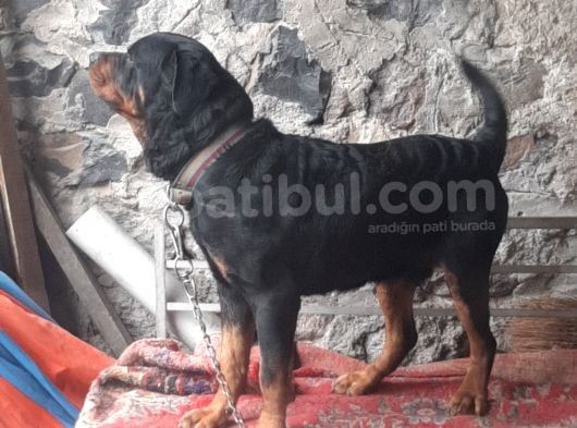 25 Günlük Rot. Yavruları görsel