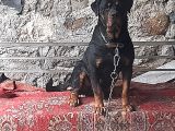 25 Günlük Rot. Yavruları