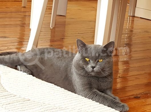 Böyle Erkek Güzeli̇ Yok