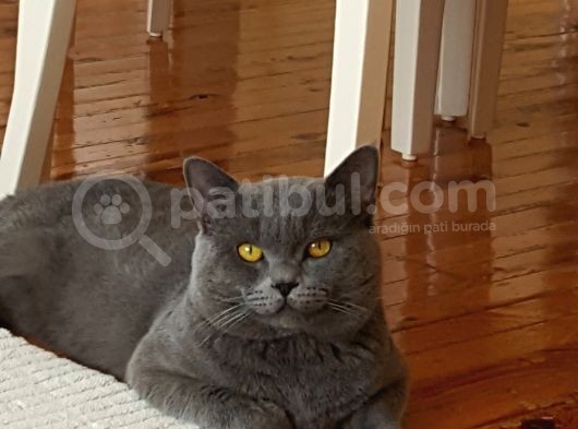 Böyle Erkek Güzeli̇ Yok görsel