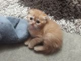 Scottish Fold