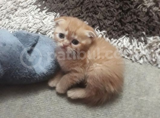 Scottish Fold