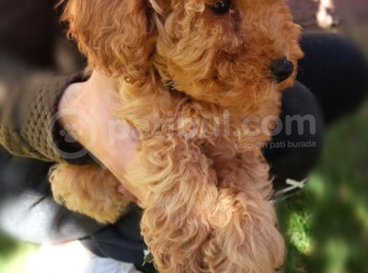 Toy Poodle görsel