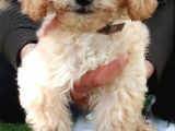 Toy Poodle