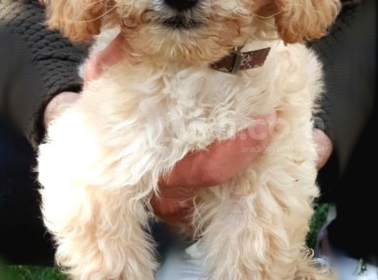 Toy Poodle görsel
