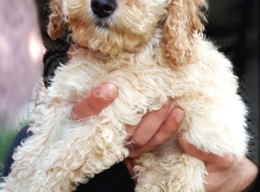 Toy Poodle görsel