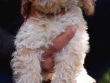 Toy Poodle