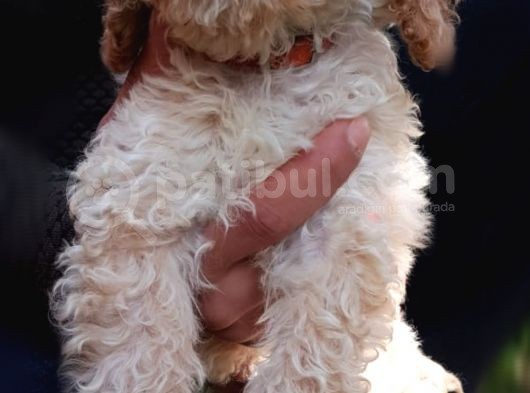 Toy Poodle görsel