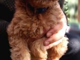Toy Poodle