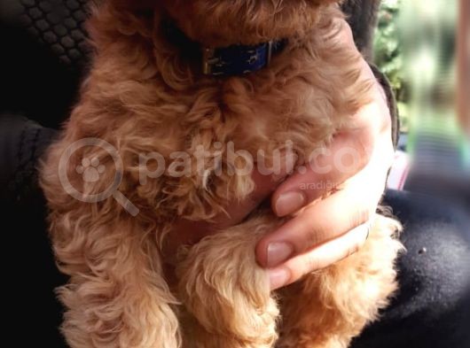 Toy Poodle