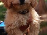 Toy Poodle