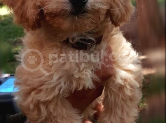 Toy Poodle