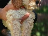 Toy Poodle