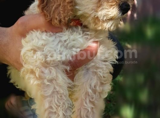 Toy Poodle