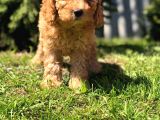 Safkan Dişi Poodle