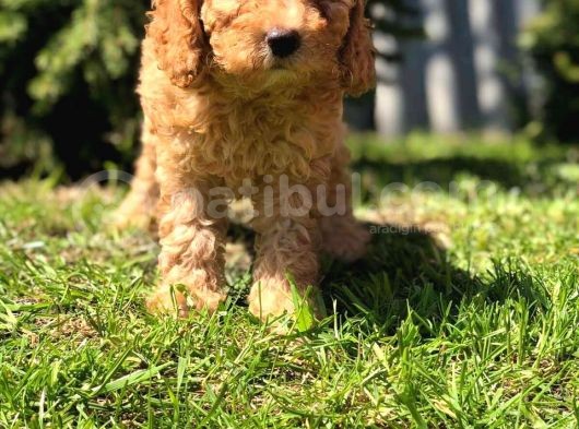 Safkan Dişi Poodle