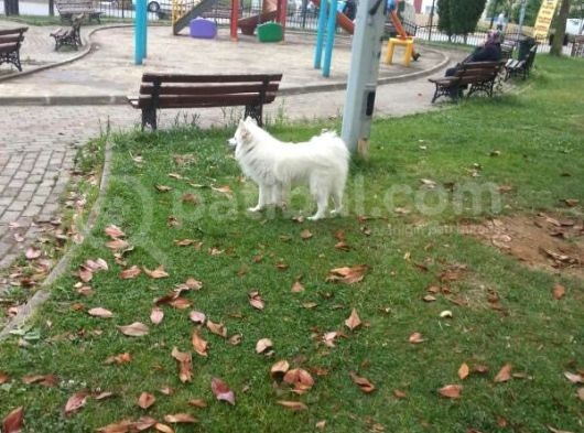 Türünün Tek Örneği görsel