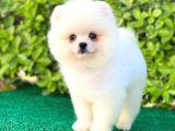 Pomeranian Oğlumuz