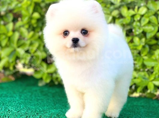 Pomeranian Oğlumuz görsel