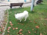 Türünün Tek Örneği