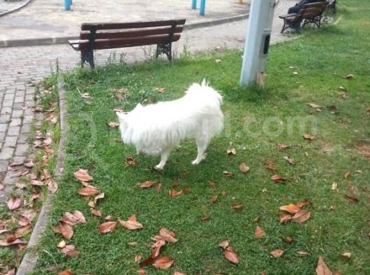 Türünün Tek Örneği görsel