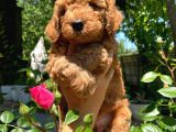 Anne Altından Red Toy Poodle