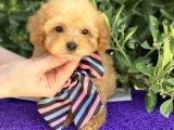 Gerçek Tea Cup Poodle