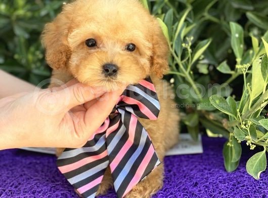 Gerçek Tea Cup Poodle