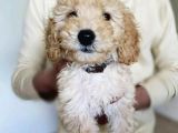 Toy Poodle