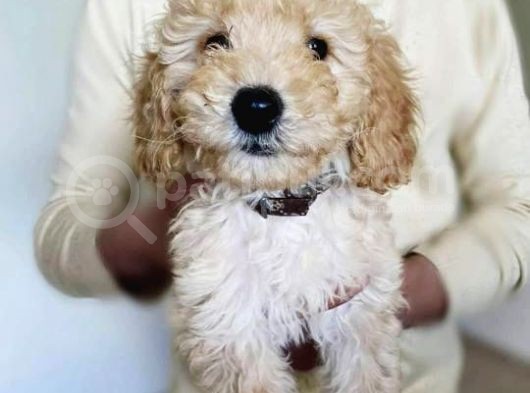 Toy Poodle görsel