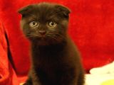 2.5 Aylık Scottish Fold Ve Straight Dişi Erkek Yavru Kediler Anneden Ayrılmaya Hazır