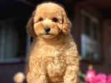 Tea Cup Poodle
