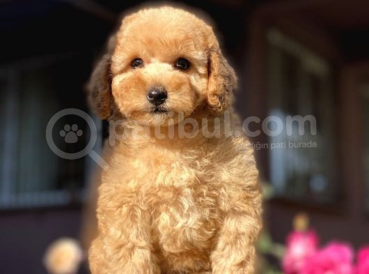 Tea Cup Poodle görsel