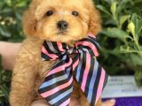 Gerçek Tea Cup Poodle