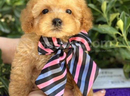 Gerçek Tea Cup Poodle görsel