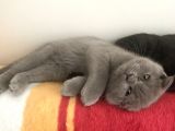 2.5 Aylık Scottish Fold Ve Straight Dişi Erkek Yavru Kediler Anneden Ayrılmaya Hazır