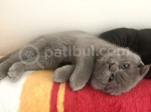 2.5 Aylık Scottish Fold Ve Straight Dişi Erkek Yavru Kediler Anneden Ayrılmaya Hazır görsel