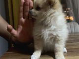 Pomeranian