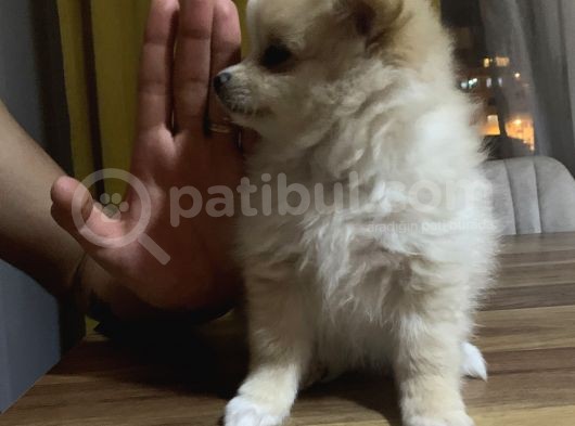 Pomeranian