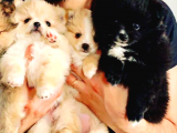 Pomeranian
