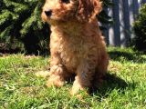 Safkan Dişi Poodle